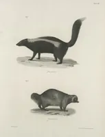An illustration from Zoology of New York; or, The New York fauna [Series: Natural history of New York] (1842)