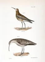 An illustration from Zoology of New York; or, The New York fauna [Series: Natural history of New York] (1842)