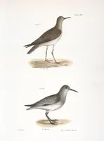 Picture 132 of 336 from Zoology of New York; or, The New York fauna [Series: Natural history of New York] (1842), leaf 132