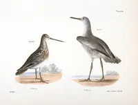 An illustration from Zoology of New York; or, The New York fauna [Series: Natural history of New York] (1842)