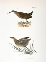 An illustration from Zoology of New York; or, The New York fauna [Series: Natural history of New York] (1842)