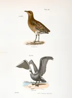 An illustration from Zoology of New York; or, The New York fauna [Series: Natural history of New York] (1842)