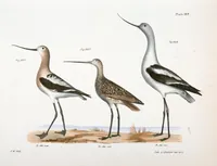 An illustration from Zoology of New York; or, The New York fauna [Series: Natural history of New York] (1842)