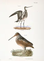 An illustration from Zoology of New York; or, The New York fauna [Series: Natural history of New York] (1842)