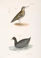An illustration from Zoology of New York; or, The New York fauna [Series: Natural history of New York] (1842)