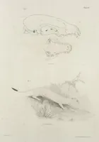 An illustration from Zoology of New York; or, The New York fauna [Series: Natural history of New York] (1842)