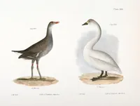 An illustration from Zoology of New York; or, The New York fauna [Series: Natural history of New York] (1842)