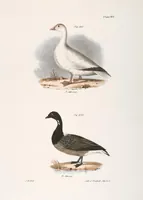 An illustration from Zoology of New York; or, The New York fauna [Series: Natural history of New York] (1842)