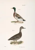 Picture 143 of 336 from Zoology of New York; or, The New York fauna [Series: Natural history of New York] (1842), leaf 143