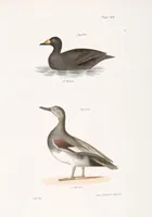 An illustration from Zoology of New York; or, The New York fauna [Series: Natural history of New York] (1842)