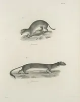 An illustration from Zoology of New York; or, The New York fauna [Series: Natural history of New York] (1842)