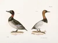 An illustration from Zoology of New York; or, The New York fauna [Series: Natural history of New York] (1842)