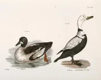 An illustration from Zoology of New York; or, The New York fauna [Series: Natural history of New York] (1842)