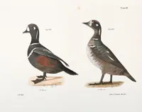 An illustration from Zoology of New York; or, The New York fauna [Series: Natural history of New York] (1842)