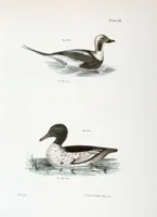 Picture 154 of 336 from Zoology of New York; or, The New York fauna [Series: Natural history of New York] (1842), leaf 154