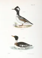 An illustration from Zoology of New York; or, The New York fauna [Series: Natural history of New York] (1842)
