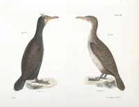An illustration from Zoology of New York; or, The New York fauna [Series: Natural history of New York] (1842)