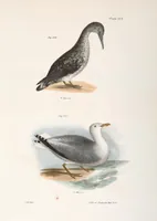 Picture 157 of 336 from Zoology of New York; or, The New York fauna [Series: Natural history of New York] (1842), leaf 157
