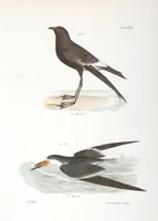 An illustration from Zoology of New York; or, The New York fauna [Series: Natural history of New York] (1842)