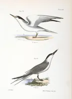 Picture 159 of 336 from Zoology of New York; or, The New York fauna [Series: Natural history of New York] (1842), leaf 159
