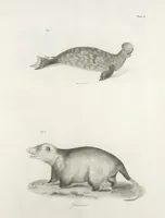 An illustration from Zoology of New York; or, The New York fauna [Series: Natural history of New York] (1842)