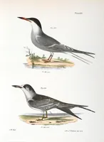 Picture 160 of 336 from Zoology of New York; or, The New York fauna [Series: Natural history of New York] (1842), leaf 160