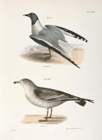 Picture 163 of 336 from Zoology of New York; or, The New York fauna [Series: Natural history of New York] (1842), leaf 163