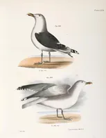 Picture 164 of 336 from Zoology of New York; or, The New York fauna [Series: Natural history of New York] (1842), leaf 164