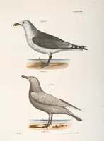 Picture 165 of 336 from Zoology of New York; or, The New York fauna [Series: Natural history of New York] (1842), leaf 165