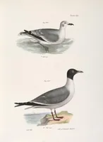 Picture 167 of 336 from Zoology of New York; or, The New York fauna [Series: Natural history of New York] (1842), leaf 167