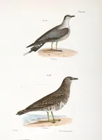 Picture 168 of 336 from Zoology of New York; or, The New York fauna [Series: Natural history of New York] (1842), leaf 168