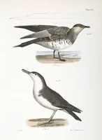 Picture 169 of 336 from Zoology of New York; or, The New York fauna [Series: Natural history of New York] (1842), leaf 169
