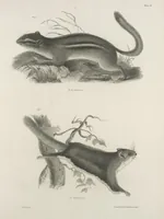 An illustration from Zoology of New York; or, The New York fauna [Series: Natural history of New York] (1842)