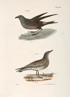 An illustration from Zoology of New York; or, The New York fauna [Series: Natural history of New York] (1842)