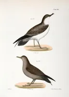 An illustration from Zoology of New York; or, The New York fauna [Series: Natural history of New York] (1842)