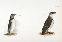 An illustration from Zoology of New York; or, The New York fauna [Series: Natural history of New York] (1842)