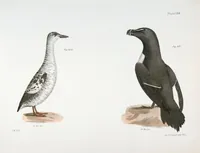 An illustration from Zoology of New York; or, The New York fauna [Series: Natural history of New York] (1842)