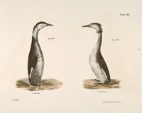 An illustration from Zoology of New York; or, The New York fauna [Series: Natural history of New York] (1842)