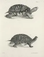 An illustration from Zoology of New York; or, The New York fauna [Series: Natural history of New York] (1842)
