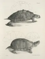 An illustration from Zoology of New York; or, The New York fauna [Series: Natural history of New York] (1842)