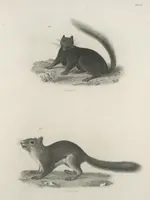 An illustration from Zoology of New York; or, The New York fauna [Series: Natural history of New York] (1842)