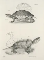 An illustration from Zoology of New York; or, The New York fauna [Series: Natural history of New York] (1842)