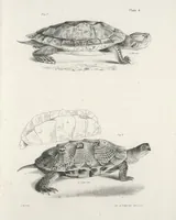 Picture 181 of 336 from Zoology of New York; or, The New York fauna [Series: Natural history of New York] (1842), leaf 181