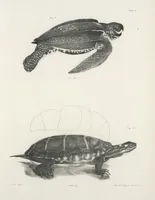 An illustration from Zoology of New York; or, The New York fauna [Series: Natural history of New York] (1842)
