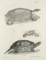 An illustration from Zoology of New York; or, The New York fauna [Series: Natural history of New York] (1842)