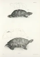 Picture 184 of 336 from Zoology of New York; or, The New York fauna [Series: Natural history of New York] (1842), leaf 184