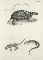 An illustration from Zoology of New York; or, The New York fauna [Series: Natural history of New York] (1842)