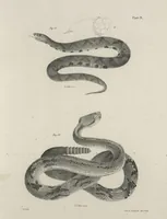 Picture 186 of 336 from Zoology of New York; or, The New York fauna [Series: Natural history of New York] (1842), leaf 186