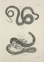 An illustration from Zoology of New York; or, The New York fauna [Series: Natural history of New York] (1842)