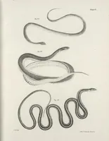 An illustration from Zoology of New York; or, The New York fauna [Series: Natural history of New York] (1842)